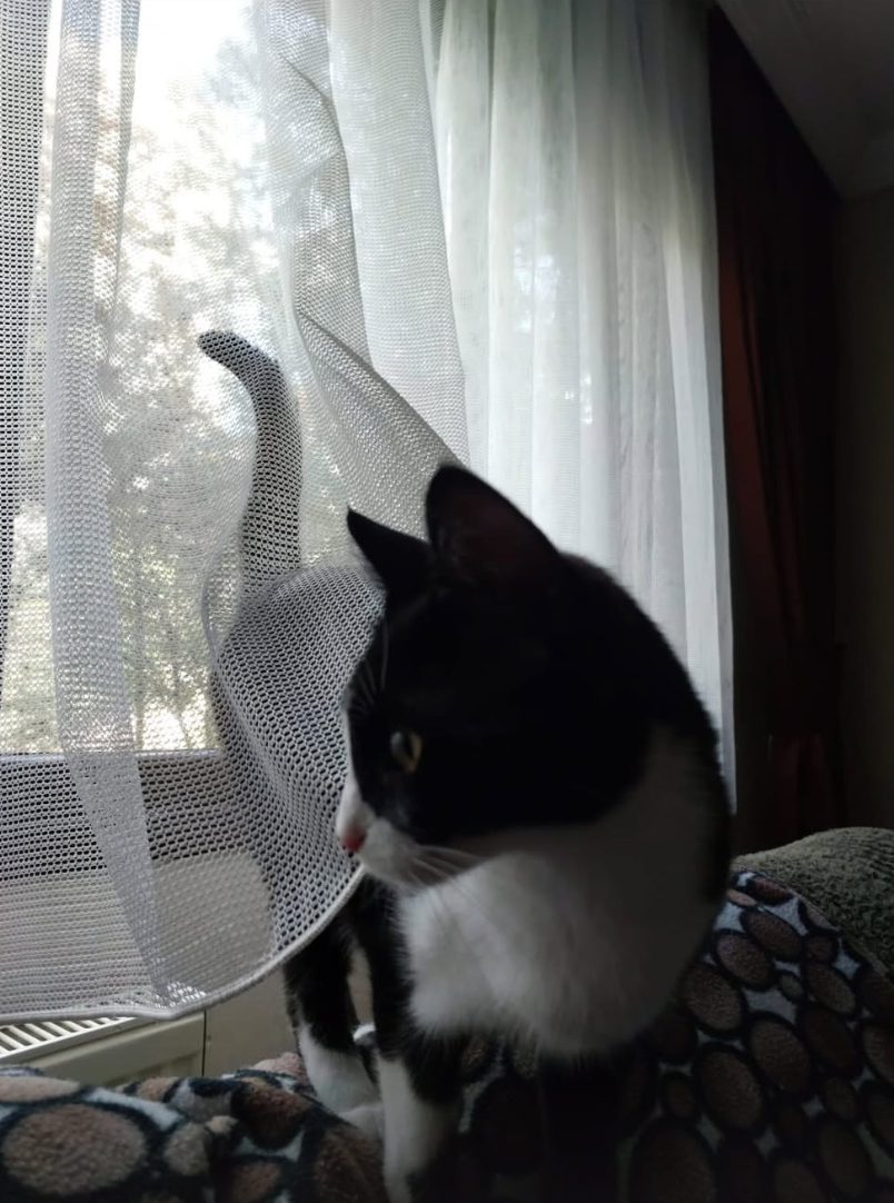 Kedi Dostu Tül Perde