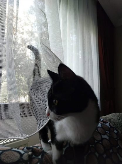 Kedi Dostu Tül Perde