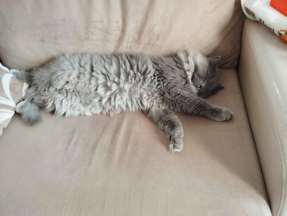 Kedi Tırmık Önleyici Şeffaf Koltuk Koruyucu Bant (20x50)